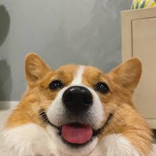 Corgi